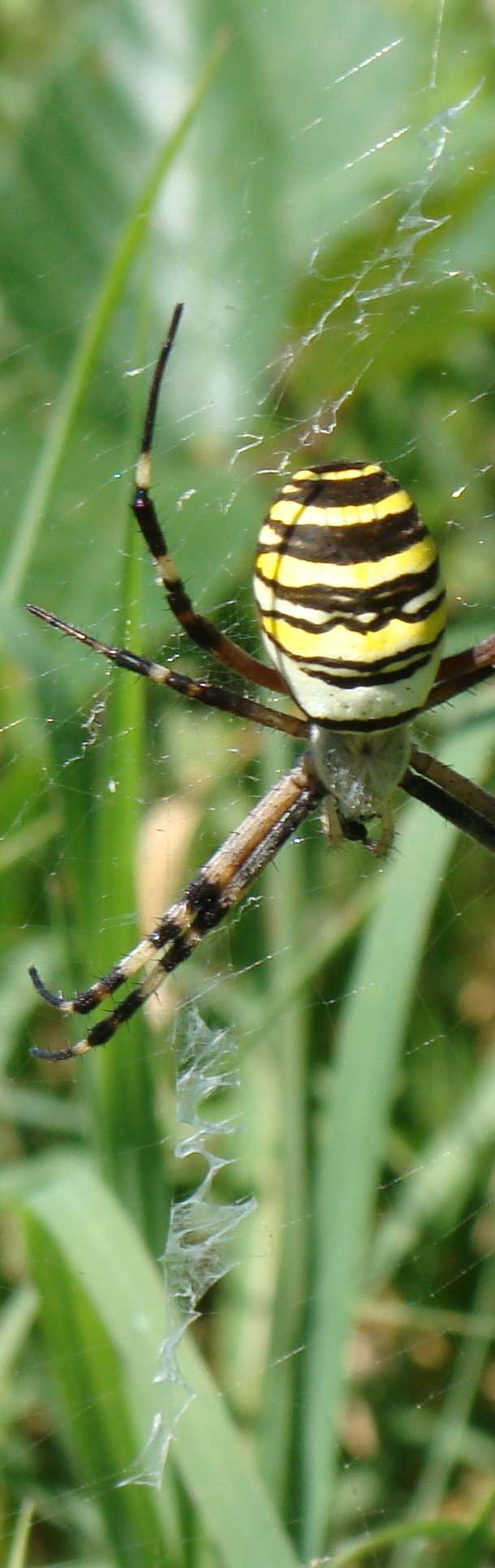 Argiope bruennichi